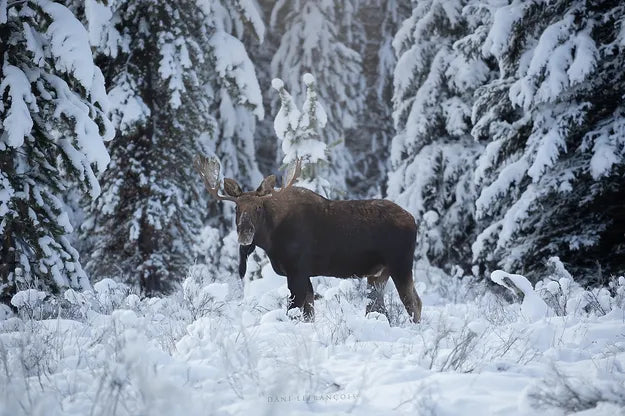 Moraine Moose Ornament