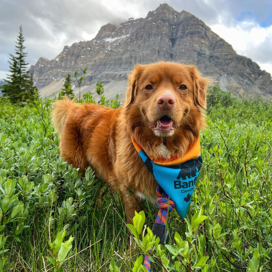 Banff Dog Bandana