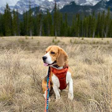 Banff Mountain Dog Leash