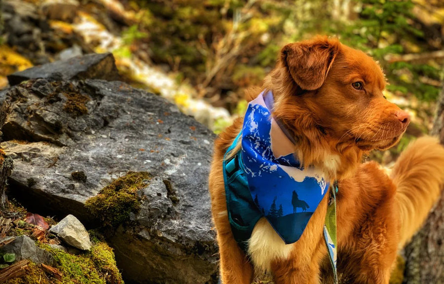 Canmore Dog Bandana