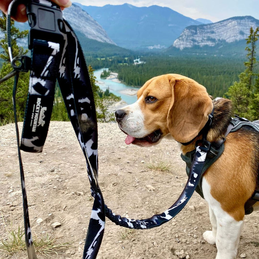 Grizzly Mountain Dog Leash